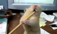 Žiurkėnas ir pieštukas