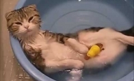 Katės vandenyje