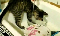 Katinas plauna indus