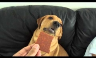 Šunį gąsdina skanėstas