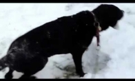 Šuo švenčia pirmą sniegą