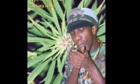 Marlon Asher - Ganja Farmer