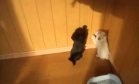 Katės vs Šešėlis