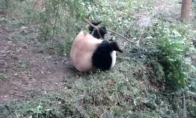 Kovinė Panda