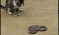 Katė vs Gyvatė