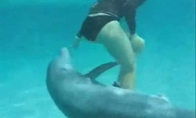 Seksualinis priekabiavimas pagal delfiną