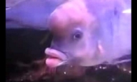 Žuvis su žmogaus lūpomis