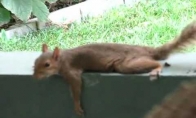 Voverės plankingas