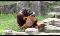 Atvėsęs orangutangas