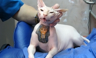 Tatuiruotė katinui