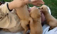 Dūkstantys šuniukai