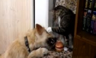 Šuns ir katės kova dėl spurgerio