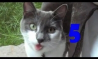 Funny Cats Compilation #5