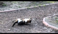 Kačių imtynės