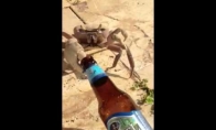 Krabas alkoholikas