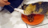 Savo maistą saugantis katiniukas