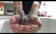Paukštukas maudosi vyro rankose