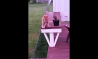 Katiniukas sėdi kaip žmogus