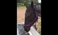 Muzikalus arklys