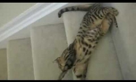 Katė turi savo metodą lipti laiptais žemyn
