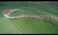 Avių banda iš paukščio skrydžio