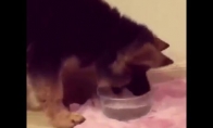 Šunelis bando valgyti vandenį
