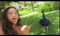 Paukščiai selfie nemėgsta