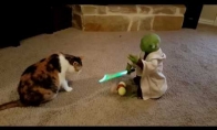 Katinas vs žaisliukas