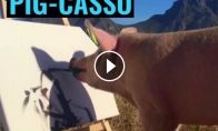Pig-casso: kiaulė, mėgstanti tapyti