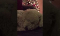 Šeimininkė daina užmigdo šunį