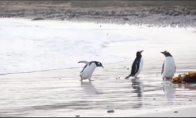 Pingvinas labai bijo vandens