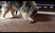 Šuo išpakuoja savo dovaną 