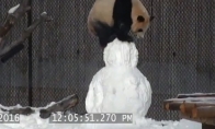 Panda žaidžia su sniego seniu