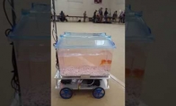 Žuvelė vairuoja savo pačios akvariumą