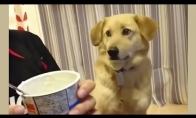 Šuo nori jogurto, bet per išdidus, kad paprašytų