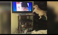 Šunelis nori žaisti su draugais televizoriuje
