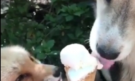 Lapė ir šuo dalinasi ledais