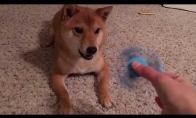 Šuniui nepatinka naujas žaisliukas