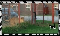 Drąsus katiniukas prieš liūtą
