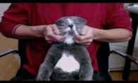 Geriausias katės masažas