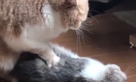 Katė masažistė