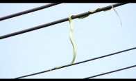 Gyvatė ant kabelių gaudo paukštuką