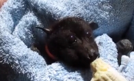 Šikšnosparnis mėgaujasi bananu