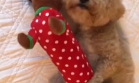 Šuo, krušantis žaisliuką