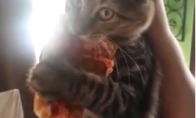 Katė neatiduoda picos