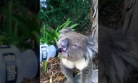 Ištroškusi koala