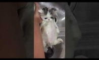 Kačiukas dievina maudynes