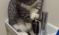 Katė linksminasi su čiaupu
