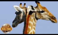 Žirafa su dviejomis galvomis