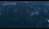 Didžiulis būrys delfinų plaukia žvejotis tuno